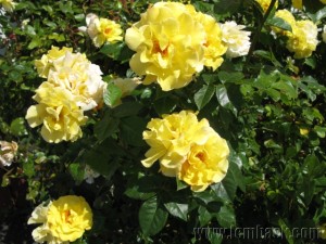 giant yellow roses