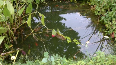 a pond in the garden