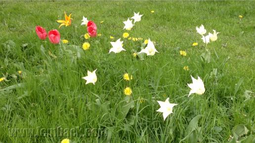 Spring flowers in Sweden
