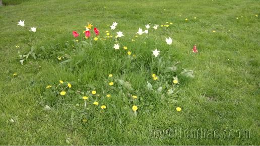 Spring flowers and green grass
