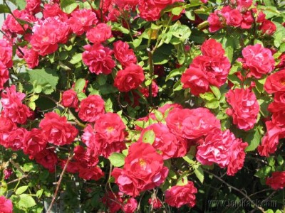 Red rose bush in Kalmar