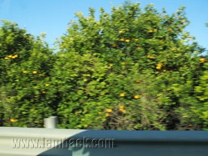 Highway oranges-Sicily